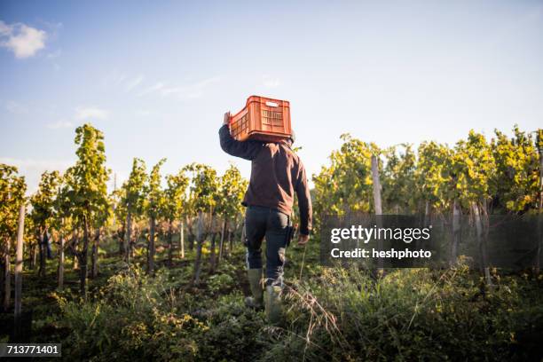 rear view of young man carrying grape crate on shoulder in vineyard - vineyards stock-fotos und bilder