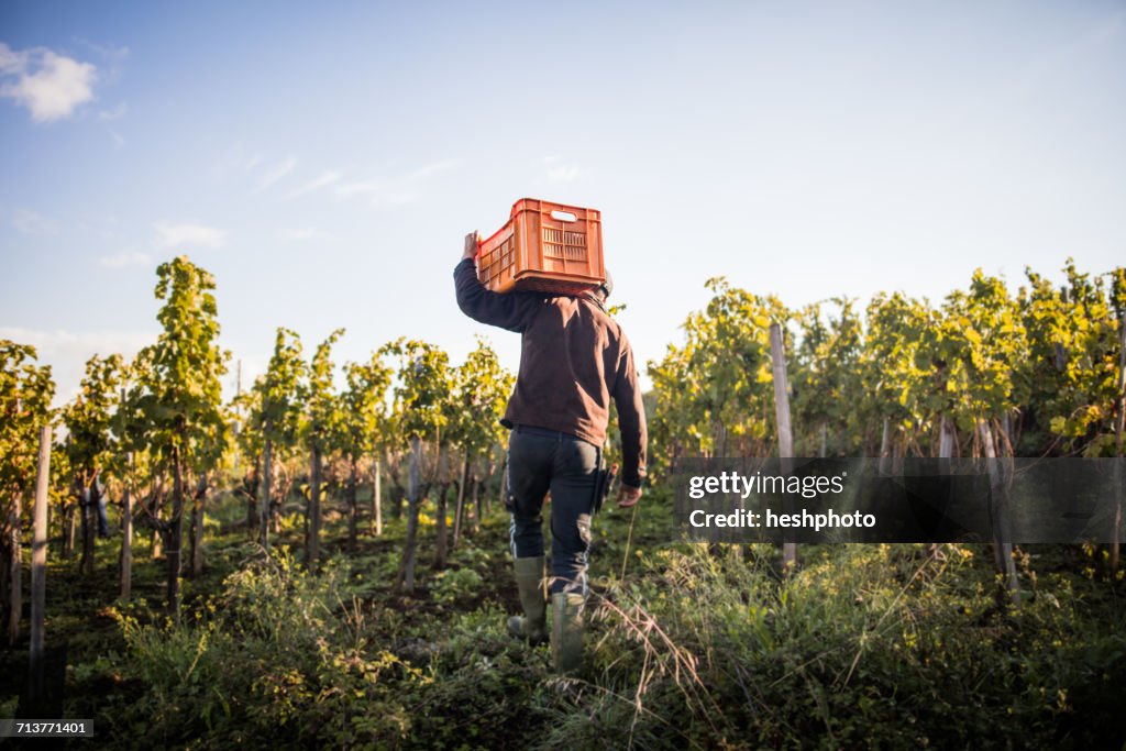 Rear view of young man carrying grape crate on shoulder in vineyard