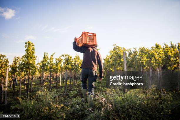 rear view of young man carrying grape crate on shoulder in vineyard - harvesting stock pictures, royalty-free photos & images