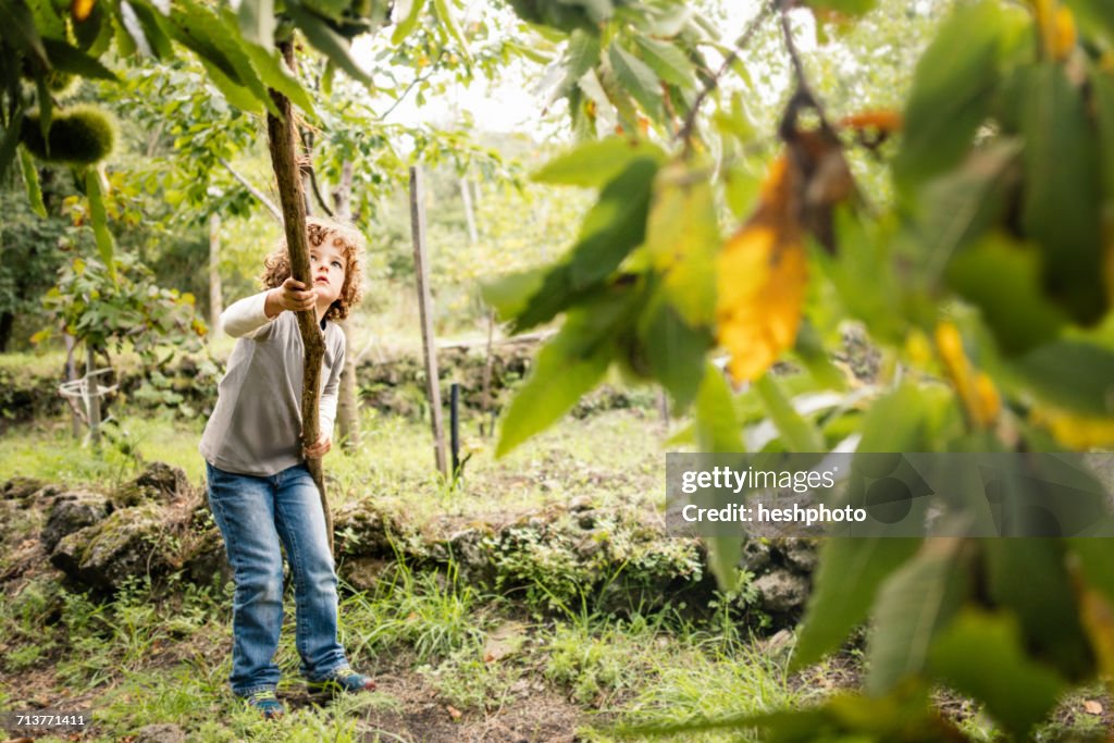 Boy poking chestnut tree with pole in vineyard woods