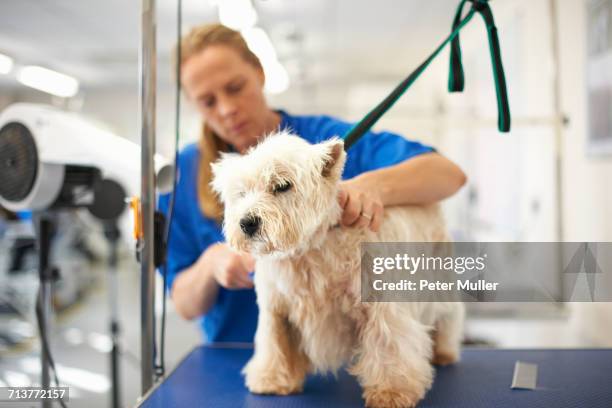 woman grooming dog in pet salon - hundesalon stock-fotos und bilder