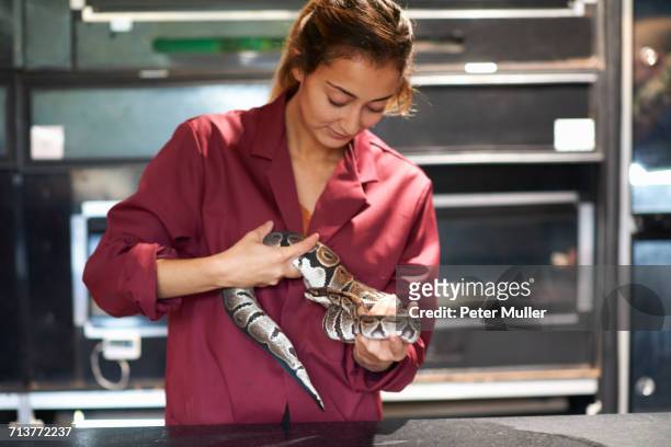 female college student handling ball python in lab - morelia stock pictures, royalty-free photos & images
