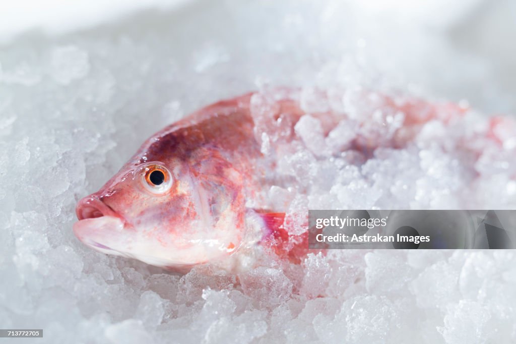 Close-up of fish on ice in market