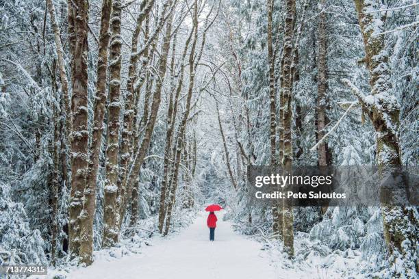 woman in spruce forest, bainbridge island, washington, us - bainbridge island 個照片及圖片檔