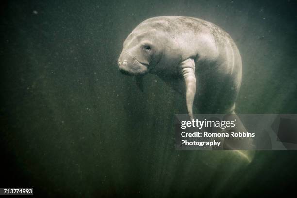 Chazowitza Chassahowitzka River Photos and Premium High Res Pictures - Getty Images