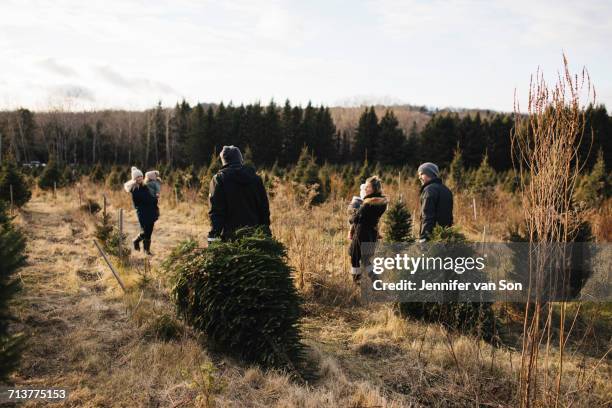 parents and baby girls in christmas tree farm, cobourg, ontario, canada - cobourg imagens e fotografias de stock