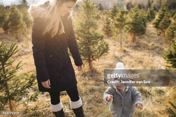 mother and baby girl in christmas tree farm, cobourg, ontario, canada - cobourg imagens e fotografias de stock