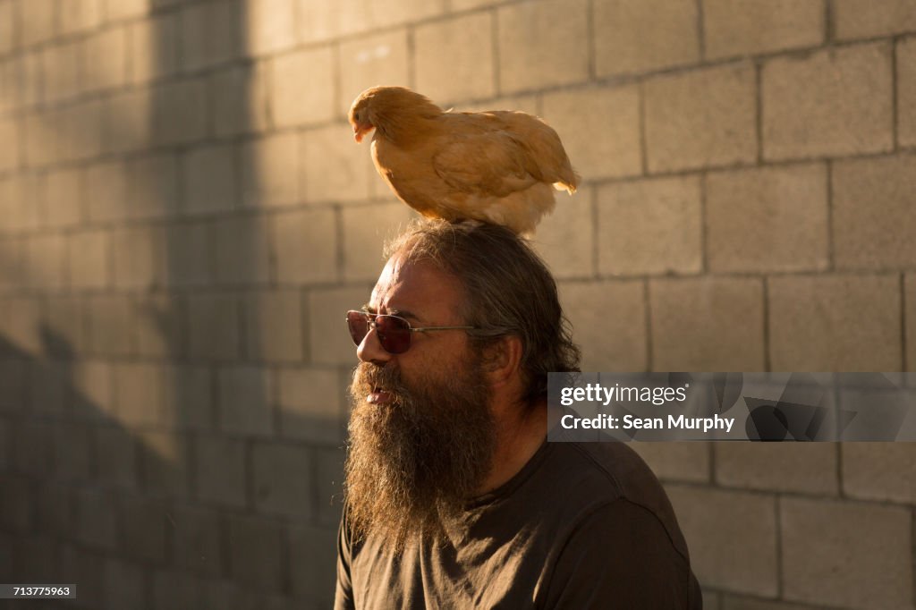 Mature man with beard and sunglasses, outdoors, chicken sitting on head