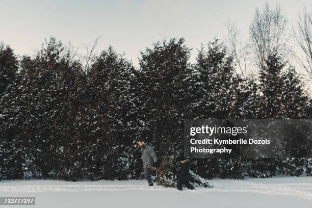 father and daughter out getting their own christmas tree - drag christmas tree stock pictures, royalty-free photos & images