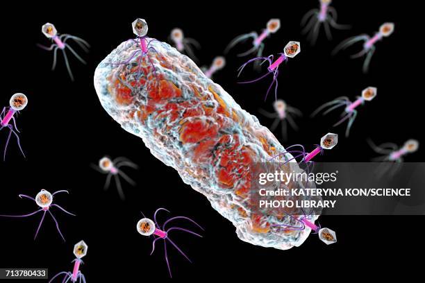 bacteriophages infecting bacterium, illustration - bacillus-subtilis stock illustrations