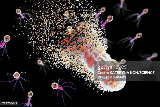 bacteriophages infecting bacterium, illustration - バクテリオファージ点のイラスト素材／クリップアート素材／マンガ素材／アイコン素材