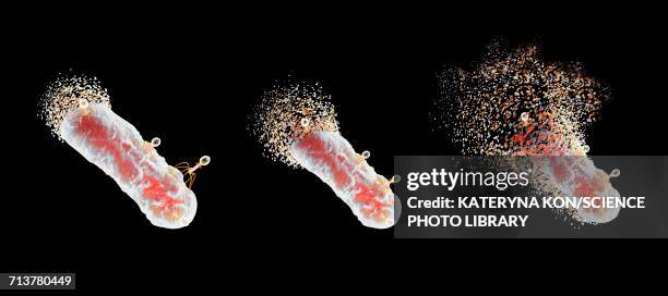 Destroying Pathogens Pathogen Destruction Photos and Premium High Res Pictures - Getty Images