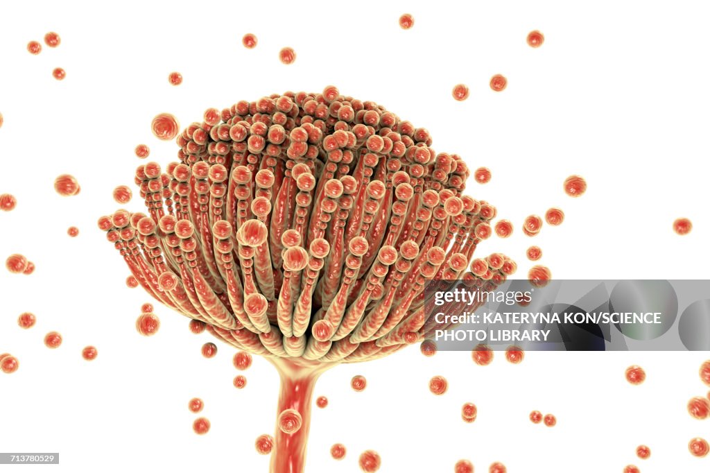 Aspergillus fungus, illustration