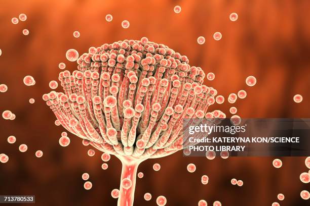 illustrations, cliparts, dessins animés et icônes de aspergillus fungus, illustration - aspergillose