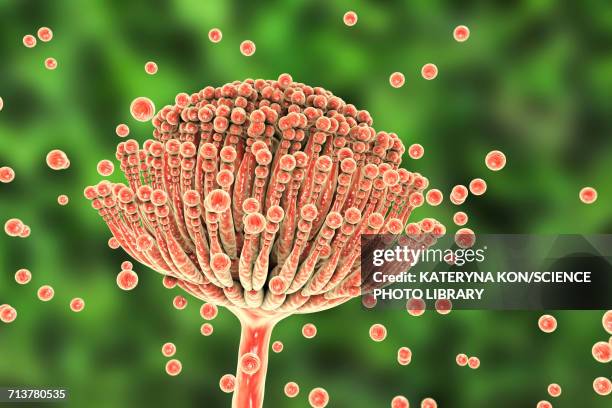 ilustraciones, imágenes clip art, dibujos animados e iconos de stock de aspergillus fungus, illustration - aspergilosis