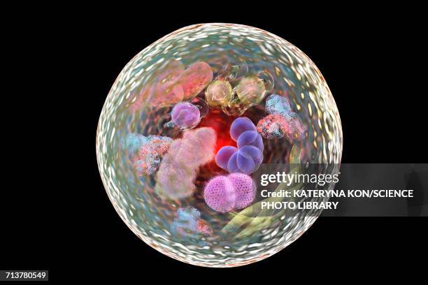 autophagy, illustration - lysosome stock illustrations