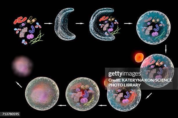 ilustraciones, imágenes clip art, dibujos animados e iconos de stock de stages of autophagy, illustration - vesicula