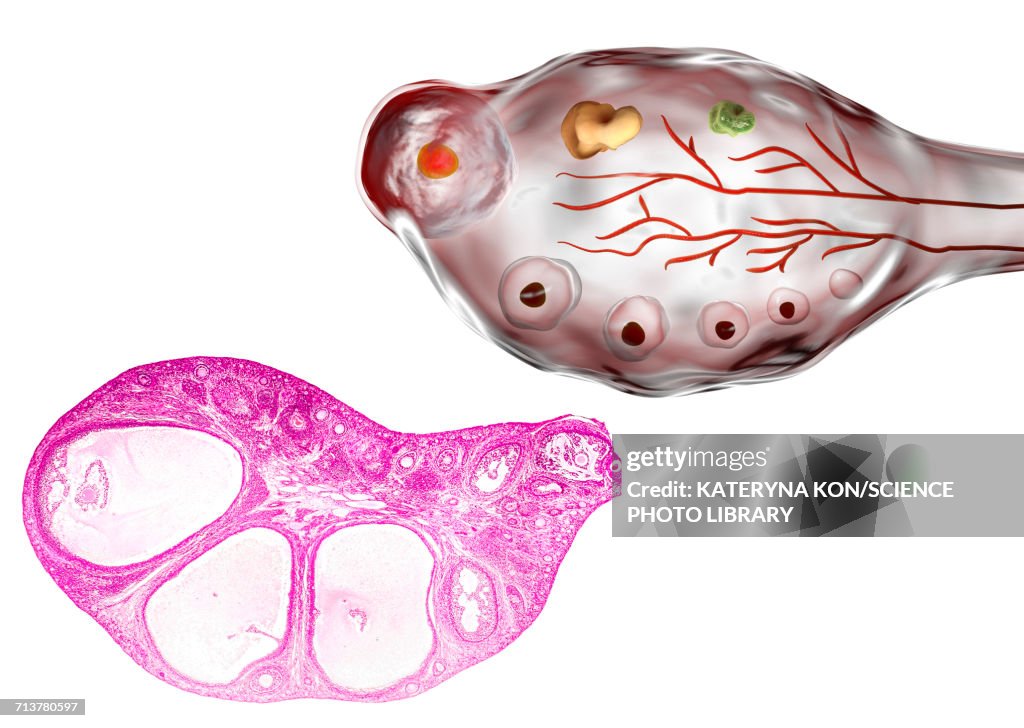 Ovarian follicles, micrograph and illustration