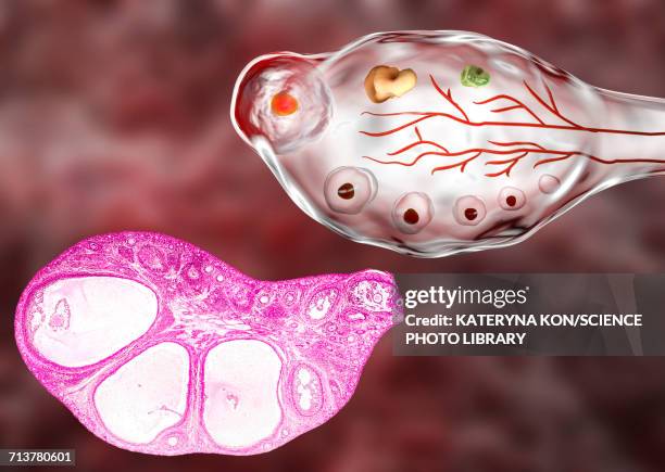 ovarian follicles, micrograph and illustration - fertility cycle stock illustrations