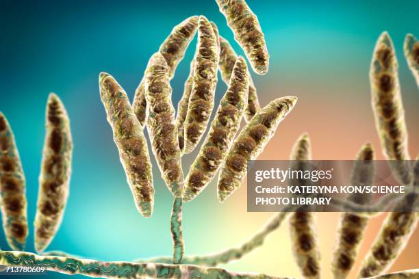 stockillustraties, clipart, cartoons en iconen met fusarium fungus conidia, illustration - conidiophore