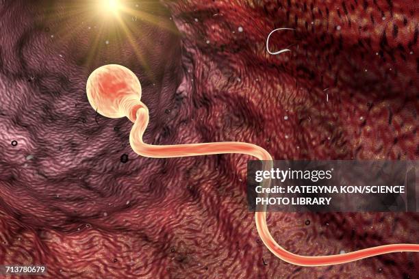 illustrations, cliparts, dessins animés et icônes de sperm cells, illustration - représentation masculine