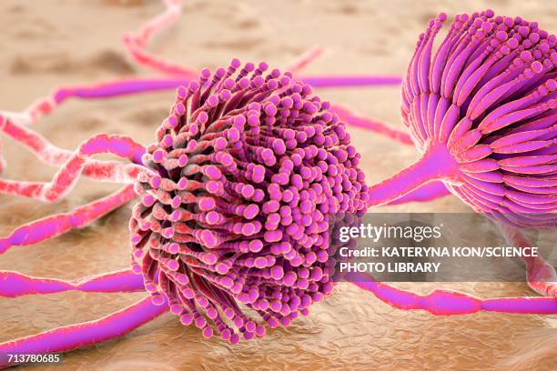 illustrations, cliparts, dessins animés et icônes de aspergillus, illustration - aspergillose