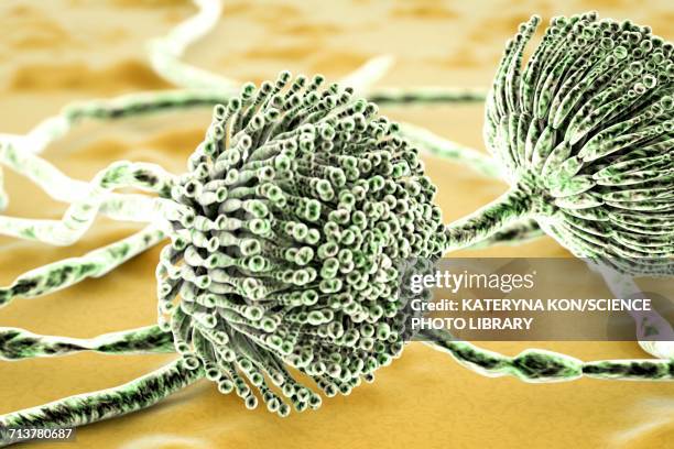 stockillustraties, clipart, cartoons en iconen met aspergillus, illustration - conidiophore