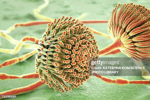 stockillustraties, clipart, cartoons en iconen met aspergillus, illustration - conidiophore