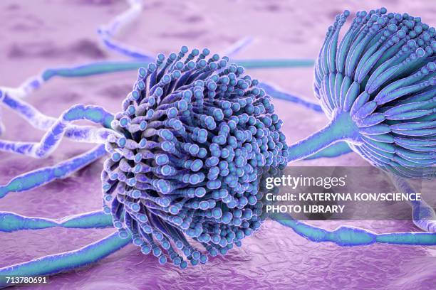 aspergillus, illustration - spore stock illustrations