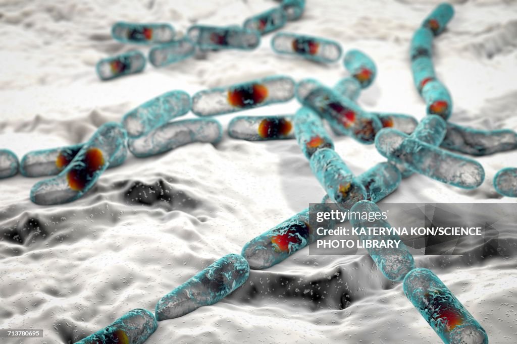 Bacillus cereus bacteria, illustration