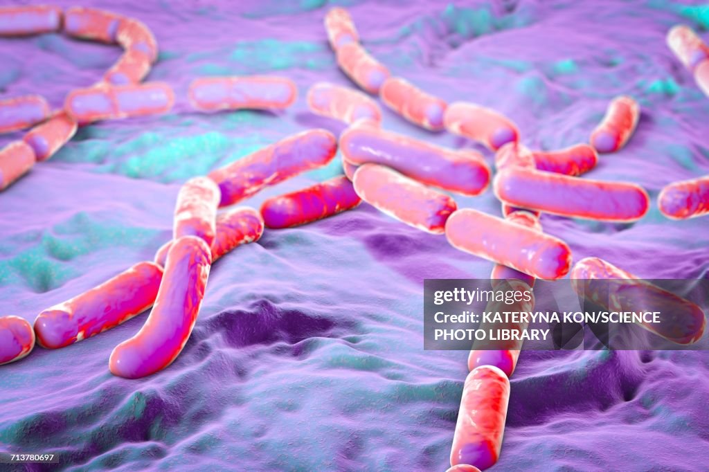 Bacillus cereus bacteria, illustration