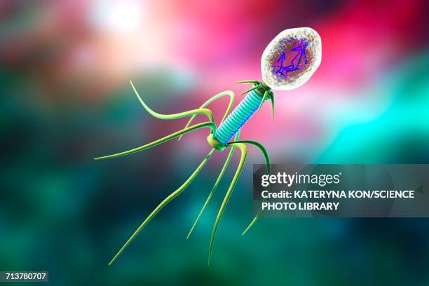 bacteriophage, illustration - lysis stock illustrations