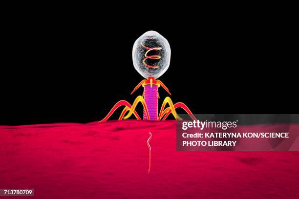 bacteriophage, illustration - lysis stock illustrations