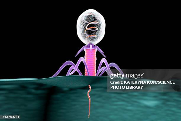 ilustraciones, imágenes clip art, dibujos animados e iconos de stock de bacteriophage, illustration - membrana celular