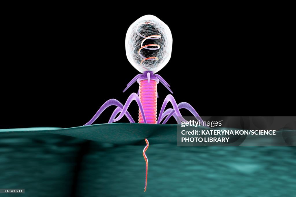 Bacteriophage, illustration
