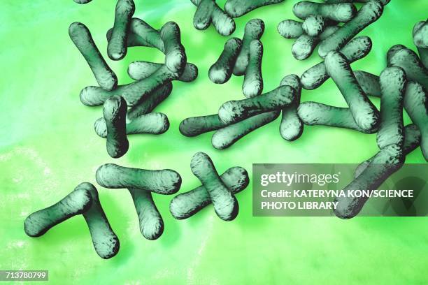 corynebacterium diphtheriae bacteria, illustration - corynebacterium diphtheriae stock illustrations