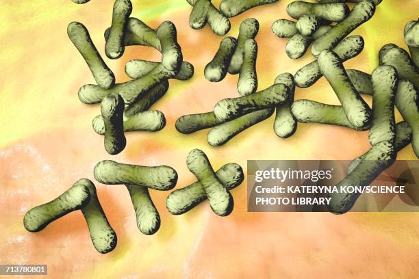 corynebacterium diphtheriae bacteria, illustration - corynebacterium diphtheriae stock illustrations