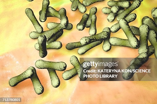 Corynebacterium diphtheriae bacteria, illustration Corynebacterium diphtheriae bacteria, illustration