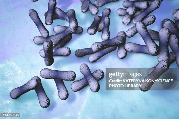 corynebacterium diphtheriae bacteria, illustration - corynebacterium diphtheriae stock illustrations