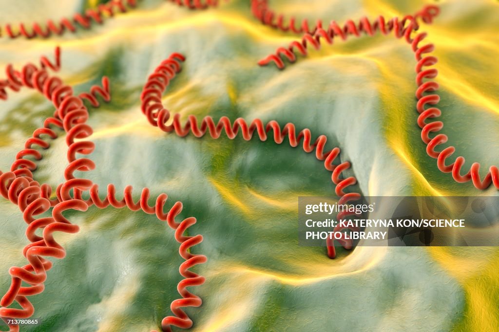 Leptospira bacteria, illustration