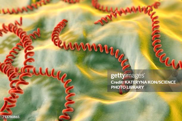 leptospira bacteria, illustration - leptospira stock illustrations