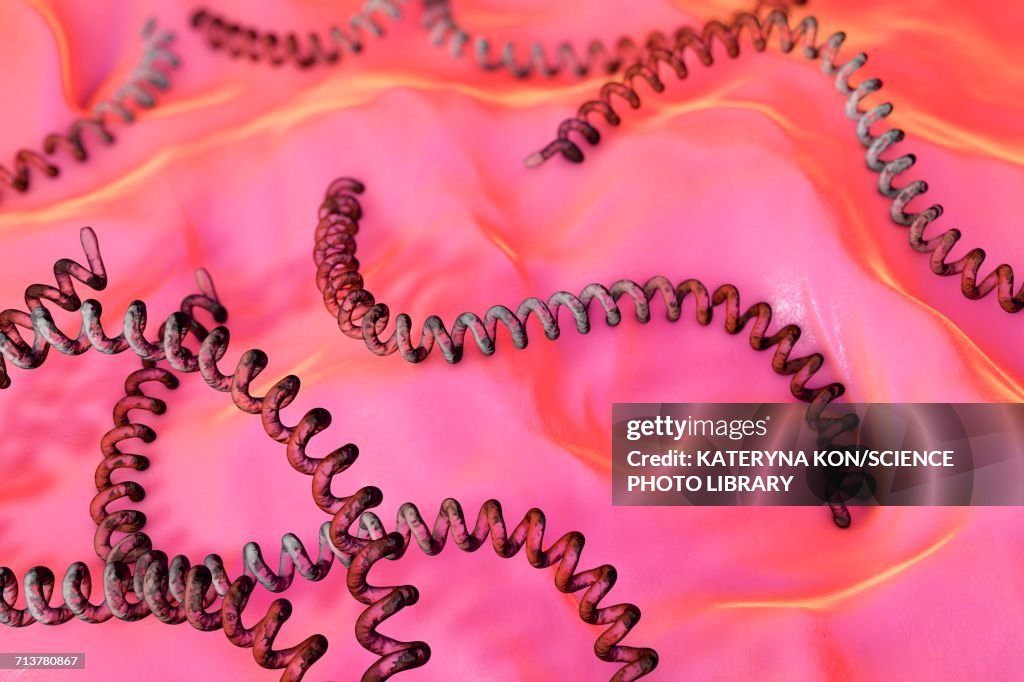 Leptospira bacteria, illustration