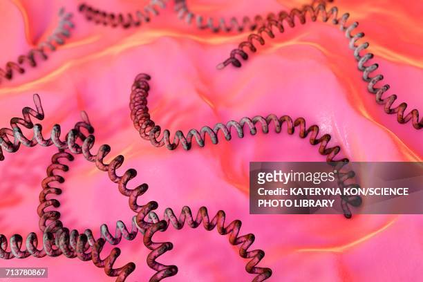 leptospira bacteria, illustration - spiral bacterium stock illustrations