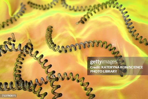 leptospira bacteria, illustration - spiral bacterium stock illustrations