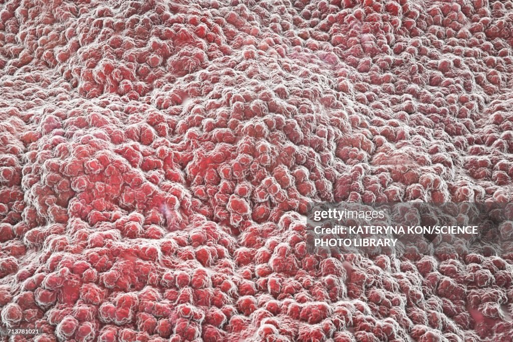 Stomach lining, illustration