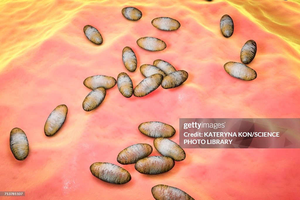 Plague bacteria Yersinia pestis, illustration