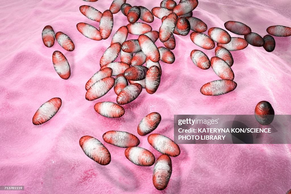 Plague bacteria Yersinia pestis, illustration