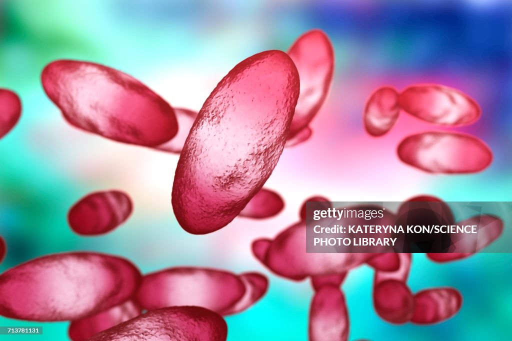 Plague bacteria Yersinia pestis, illustration