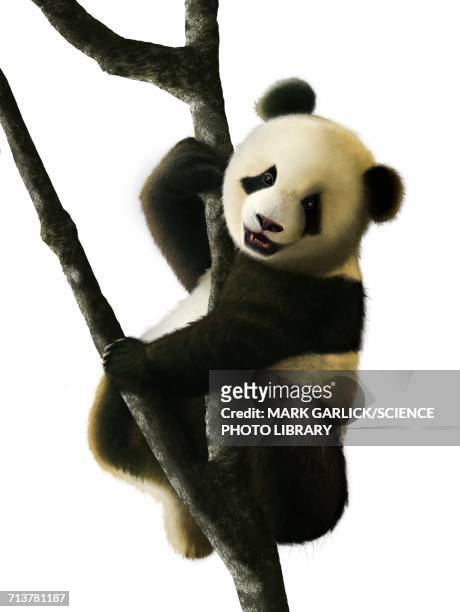 artwork of juvenile giant panda - captive animals stock illustrations
