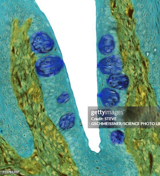 taste buds, lm - geschmacksknospe stock-grafiken, -clipart, -cartoons und -symbole